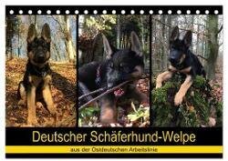 Deutscher Schäferhund-Welpe - aus der Ostdeutschen Arbeitslinie (Tischkalender 2025 DIN A5 quer), CALVENDO Monatskalender