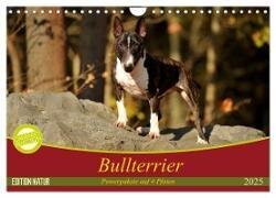 Bullterrier, Powerpakete auf 4 Pfoten (Wandkalender 2025 DIN A4 quer) - CALVENDO Monatskalender