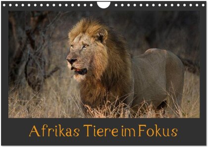 Afrikas Tiere im Fokus (Wandkalender 2025 DIN A4 quer) - CALVENDO Monatskalender