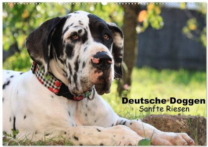 Deutsche Doggen - Sanfte Riesen (Wandkalender 2025 DIN A2 quer), CALVENDO Monatskalender