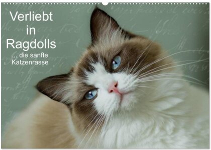 Verliebt in Ragdolls ... die sanfte Katzenrasse (Wandkalender 2025 DIN A2 quer) - CALVENDO Monatskalender