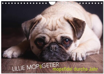 Lillie Mopsgetier - mopsfidel durchs Jahr (Wandkalender 2025 DIN A4 quer), CALVENDO Monatskalender