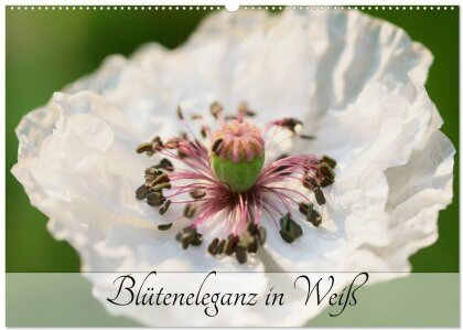 Blüteneleganz in Weiß (Wandkalender 2025 DIN A2 quer) - CALVENDO Monatskalender
