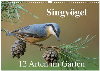 Singvögel - 12 Arten im Garten (Wandkalender 2025 DIN A3 quer), CALVENDO Monatskalender