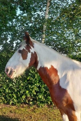 Diamond Painting Horse/Pferd 50x40 cm