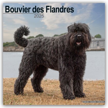 Bouvier des Flandres 2025 - 16-Monatskalender