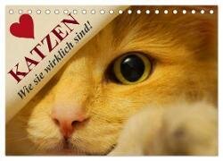 Katzen ¿ Wie sie wirklich sind! (Tischkalender 2025 DIN A5 quer) - CALVENDO Monatskalender
