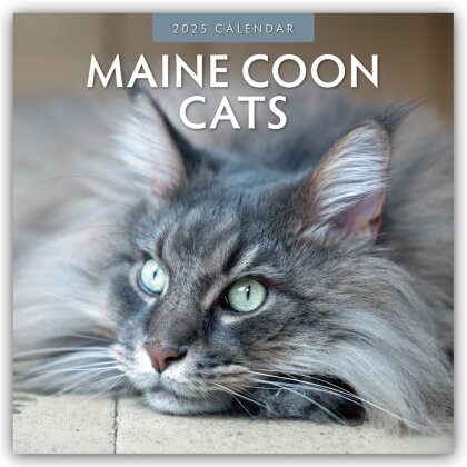 Maine Coon Cats - Maine Coon Katzen 2025 - 16-Monatskalender