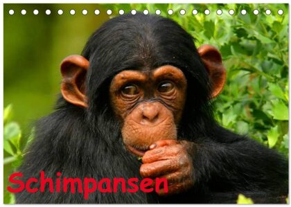 Schimpansen (Tischkalender 2025 DIN A5 quer) - CALVENDO Monatskalender