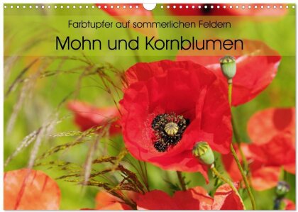 Farbtupfer auf sommerlichen Feldern - Mohn und Kornblumen (Wandkalender 2025 DIN A3 quer), CALVENDO Monatskalender