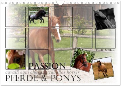 Passion - Pferde und Ponys (Wandkalender 2025 DIN A4 quer), CALVENDO Monatskalender