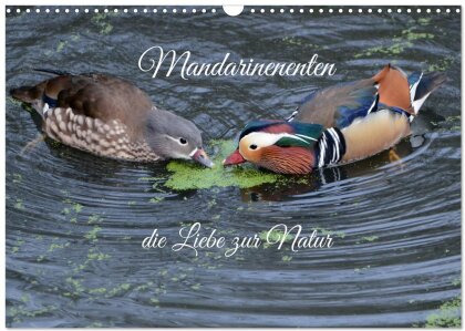 Mandarinenenten, die Liebe zur Natur (Wandkalender 2025 DIN A3 quer) - CALVENDO Monatskalender