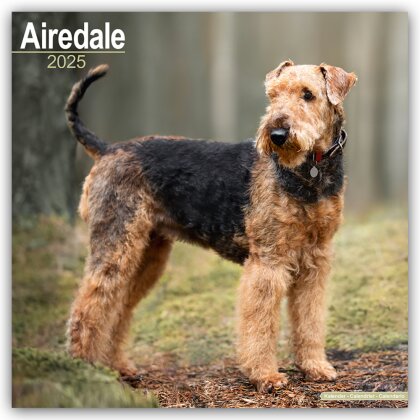Airedale Terrier 2025 - 16-Monatskalender