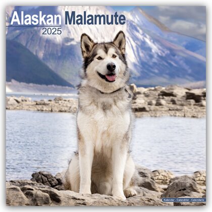Alaskan Malamute 2025 - 16-Monatskalender