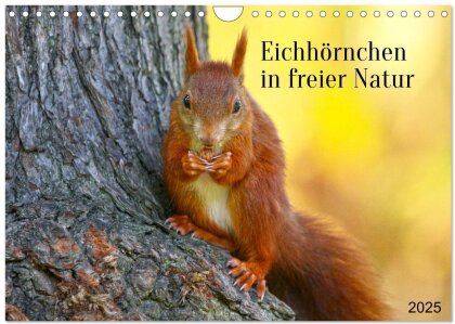 Eichhörnchen in freier Natur (Wandkalender 2025 DIN A4 quer) - CALVENDO Monatskalender
