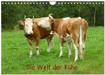 Die Welt der Kühe (Wandkalender 2025 DIN A4 quer) - CALVENDO Monatskalender