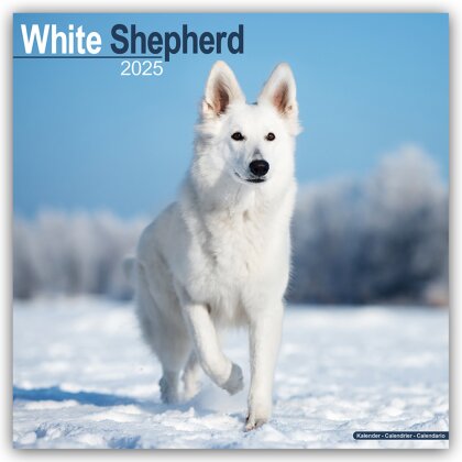 White German Shepherd - Weißer Schäferhund 2025 - 16-Monatskalender