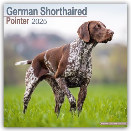 German Shorthaired Pointer - Deutsch Kurzhaar 2025 - 16-Monatskalender