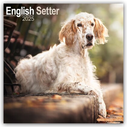 English Setter - Englisch Setter 2025 - 16-Monatskalender