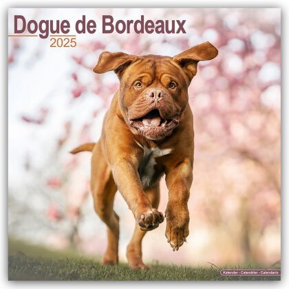 Dogue de Bordeaux - Bordeauxdoggen 2025 - 16-Monatskalender