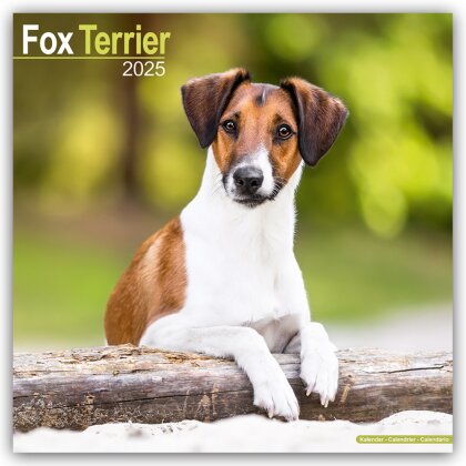 Fox Terrier - Foxterrier 2025 - 16-Monatskalender