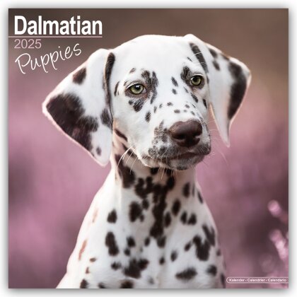 Dalmatian Puppies - Dalmatiner Welpen 2025 - 16-Monatskalender