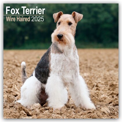 Fox Terrier Wirehaired - Drahthaar Foxterrier 2025 - 16-Monatskalender