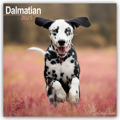 Dalmatian - Dalmatiner 2025 - 16-Monatskalender