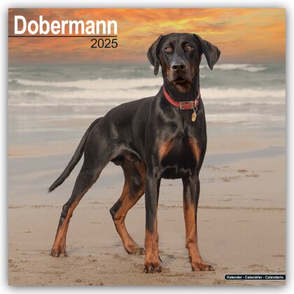 Dobermann 2025 - 16-Monatskalender