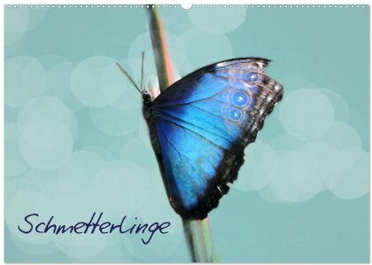 Schmetterlinge (Wandkalender 2025 DIN A2 quer) - CALVENDO Monatskalender