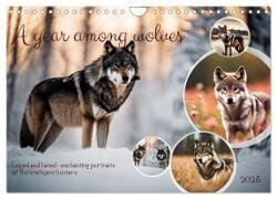A year among wolves (Wall Calendar 2025 DIN A4 landscape) - CALVENDO 12 Month Wall Calendar