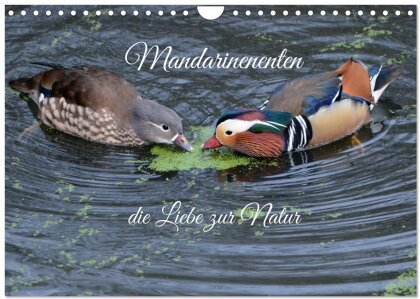 Mandarinenenten, die Liebe zur Natur (Wandkalender 2025 DIN A4 quer) - CALVENDO Monatskalender