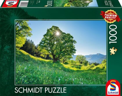 Berg-Ahorn im Sonnenlicht, St. Gallen - Schweiz