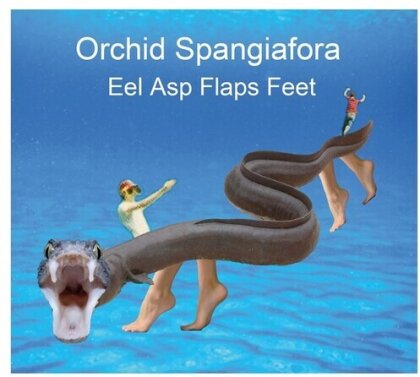Orchid Spangiafora - Eel Asp Flaps Feet