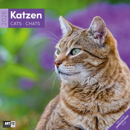Katzen Broschürenkalender 2026 - 30x30 - Art12