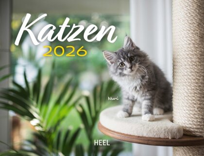 Kalender Katzen 2026 Eintragkalender