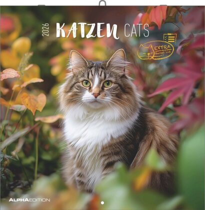 Katzen 2026 - Broschürenkalender 30x30 cm (30x60 geöffnet) - Kalender mit Platz für Notizen - Cats - Bildkalender - Wandplaner - Katzenkalender