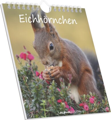 Eichhörnchen 2026 - Postkartenkalender im Format 16 x 17
