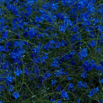 Jefre Cantu-Ledesma - Gift Songs (LP)