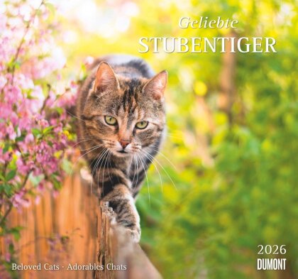 Geliebte Stubentiger 2026 - DUMONT Wandkalender - mit den wichtigsten Feiertagen - Format 38,0 x 35,5 cm