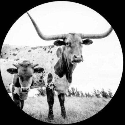 Mike Flanigin - West Texas Blues (Picture Disc, LP)