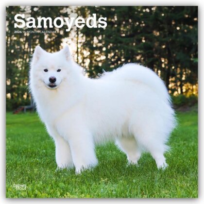 Samoyeds - Samojede 2026 - 16-Monatskalender