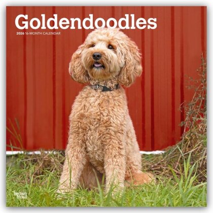 Goldendoodles - Goldendoodle 2026 - 16-Monatskalender
