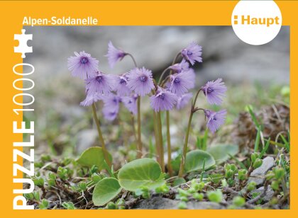 Alpen-Soldanelle - Puzzle