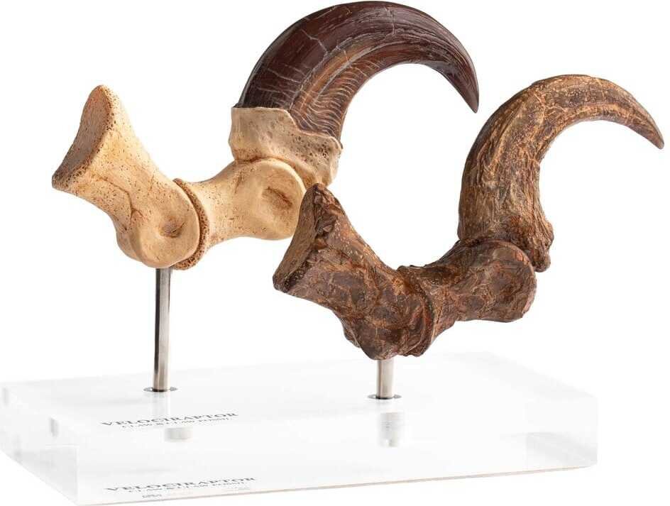 Jurassic Park ECC Elite Creature Line Statue Velociraptor Foot Claw and Fossil Claw Set 20 cm