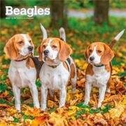 Beagles 2027 - 16-Monatskalender
