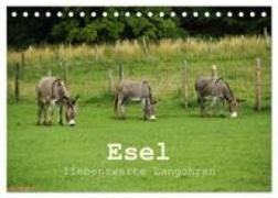 Esel - liebenswerte Langohren (Tischkalender 2027 DIN A5 quer), CALVENDO Monatskalender
