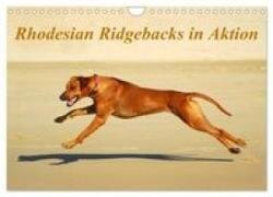 Rhodesian Ridgebacks in Aktion (Wandkalender 2027 DIN A4 quer) - CALVENDO Monatskalender