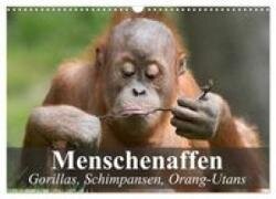 Menschenaffen. Gorillas, Schimpansen, Orang-Utans (Wandkalender 2027 DIN A3 quer) - CALVENDO Monatskalender